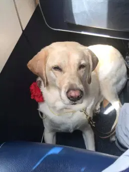 zoetheseeingeyedog.jpg