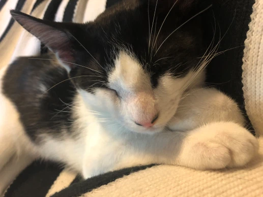louie