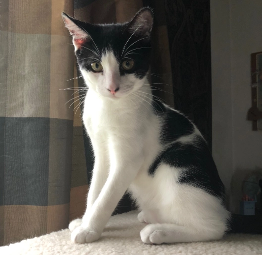 louiecat